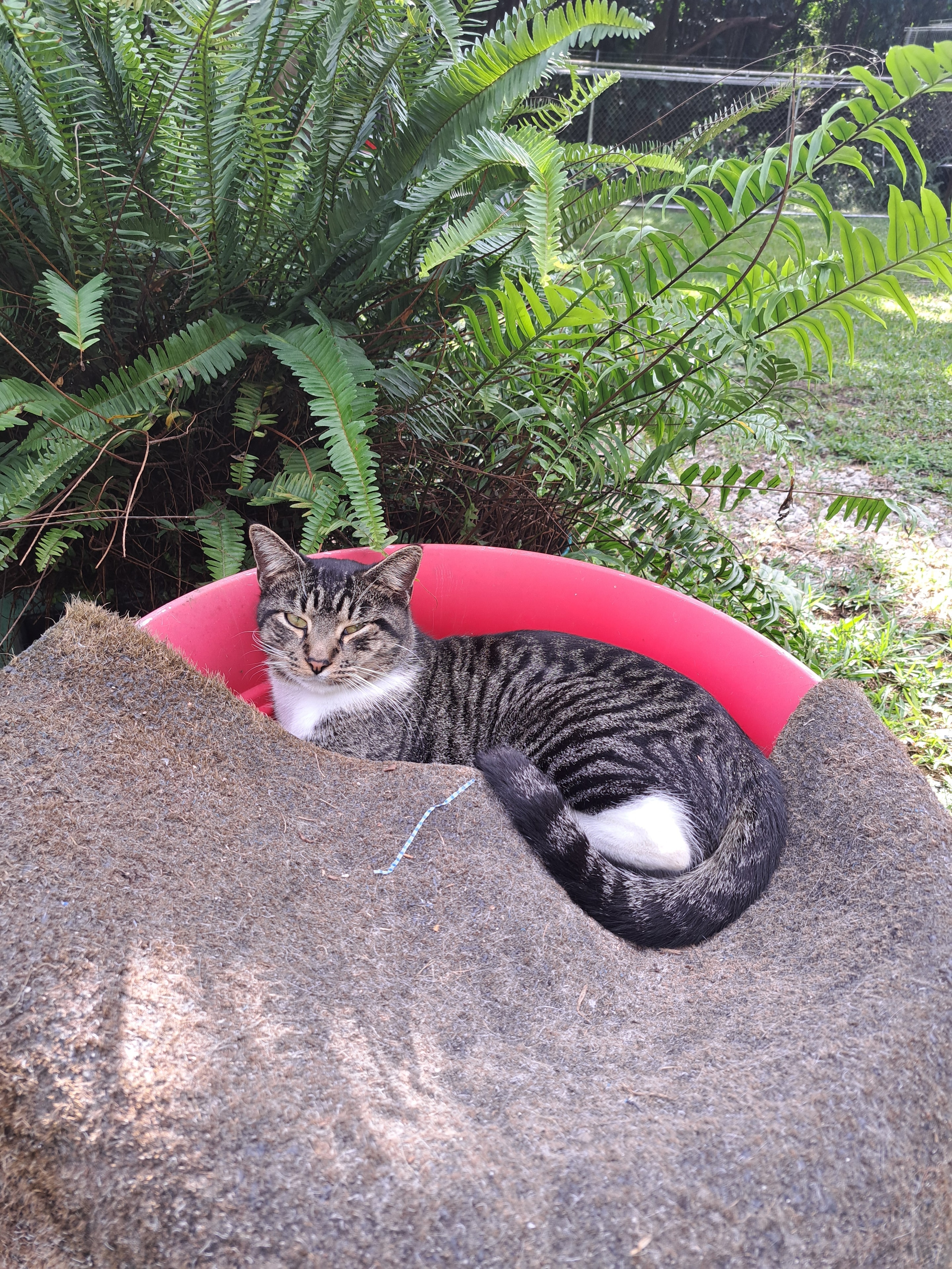 Community cats cared for by Cat Pals Inc. volunteers