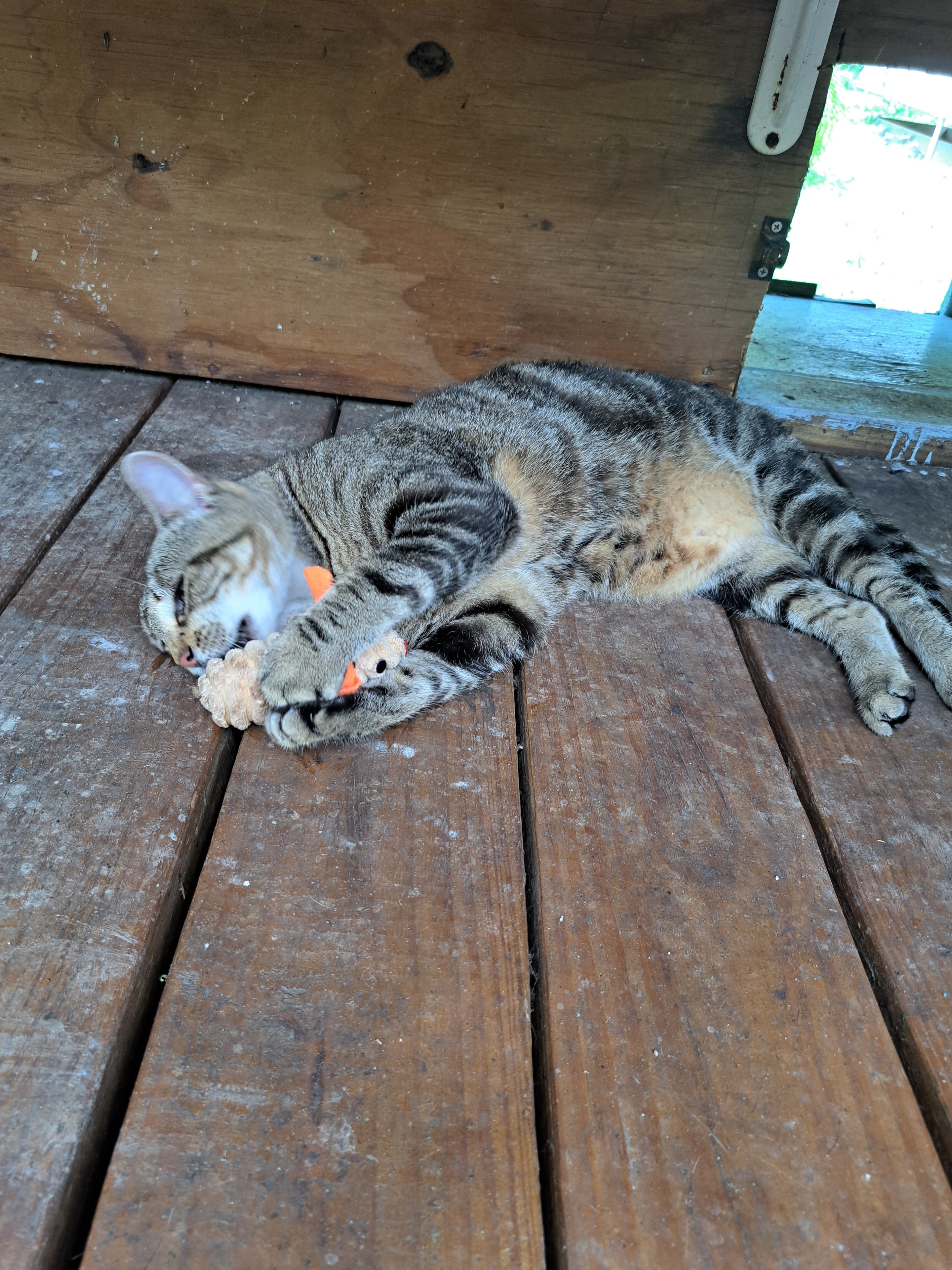 Bella — Tabby available for adoption at Cat Pals Inc.