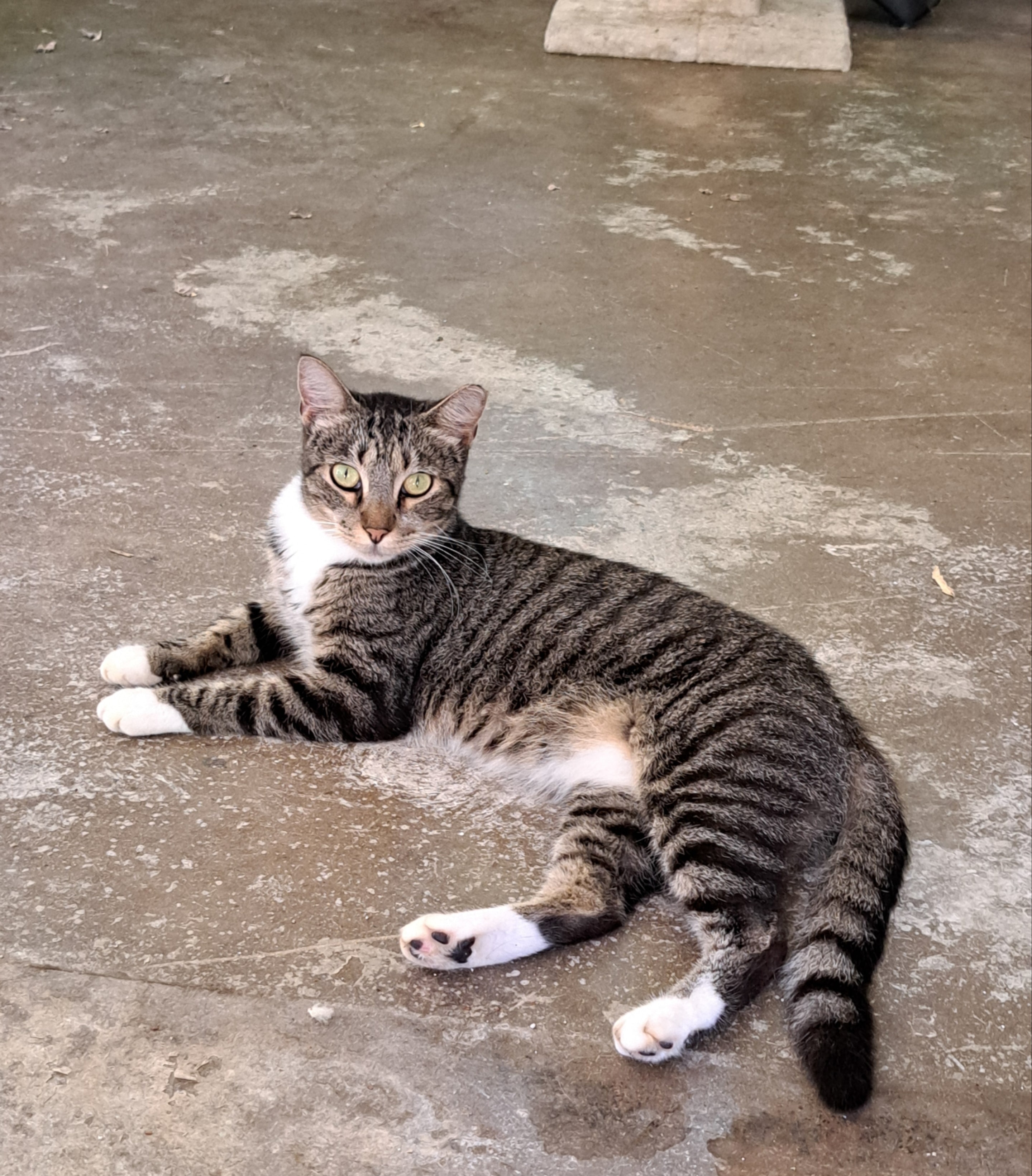 Daisy — Tabby with white bib and feet available for adoption at Cat Pals Inc.