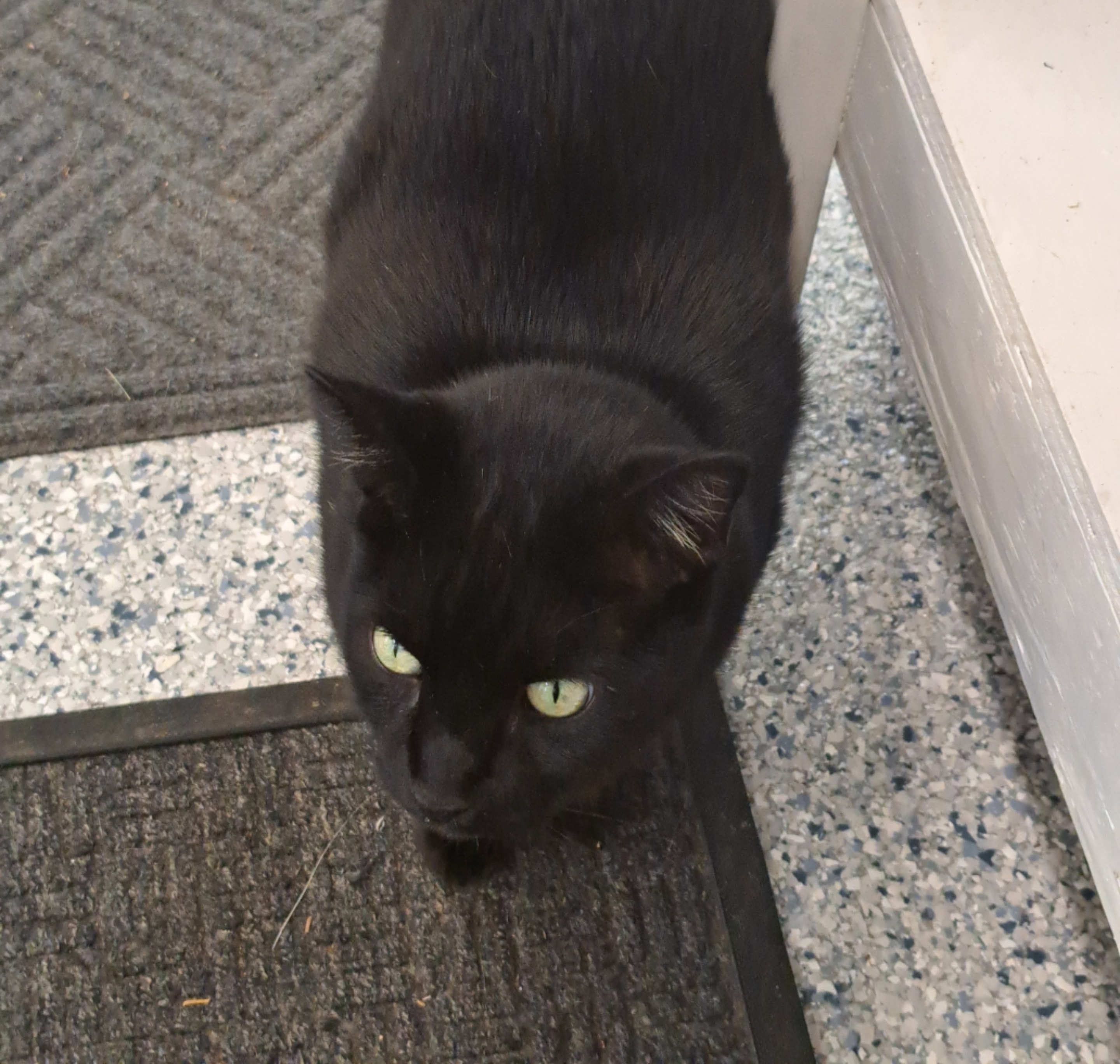 Kara - AKA Karl — adoptable cat at Cat Pals Inc.