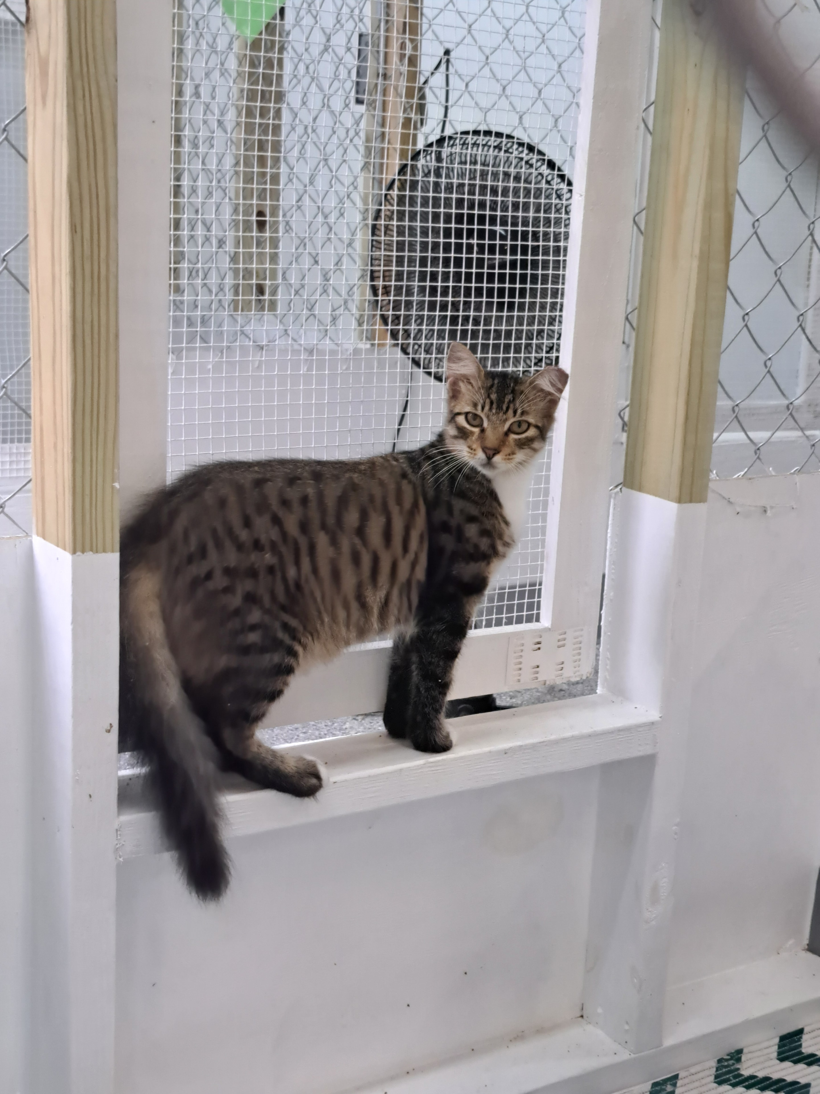Fuzzley — Mainecoon Cross available for adoption at Cat Pals Inc.