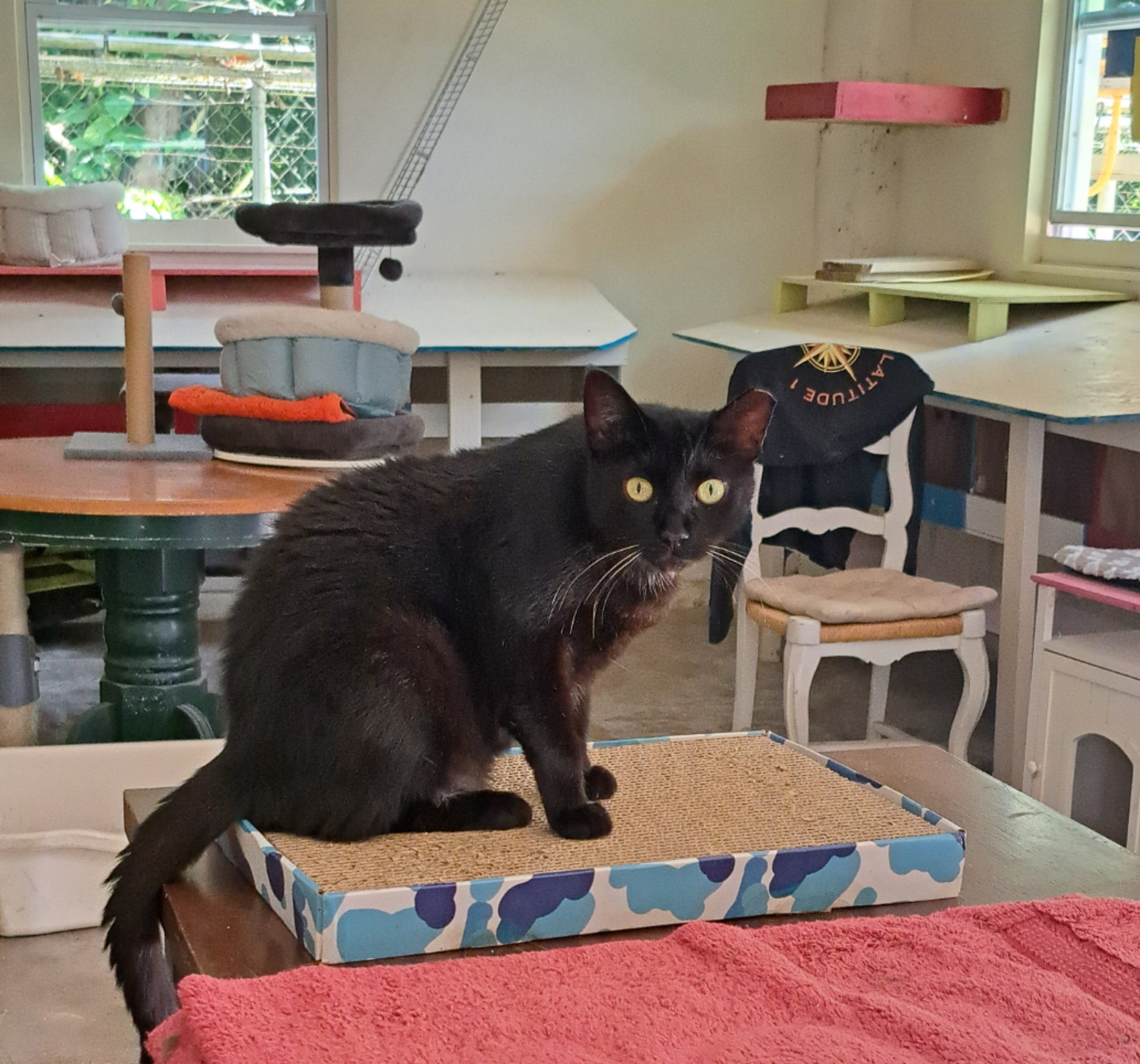 Ebony — Black available for adoption at Cat Pals Inc.