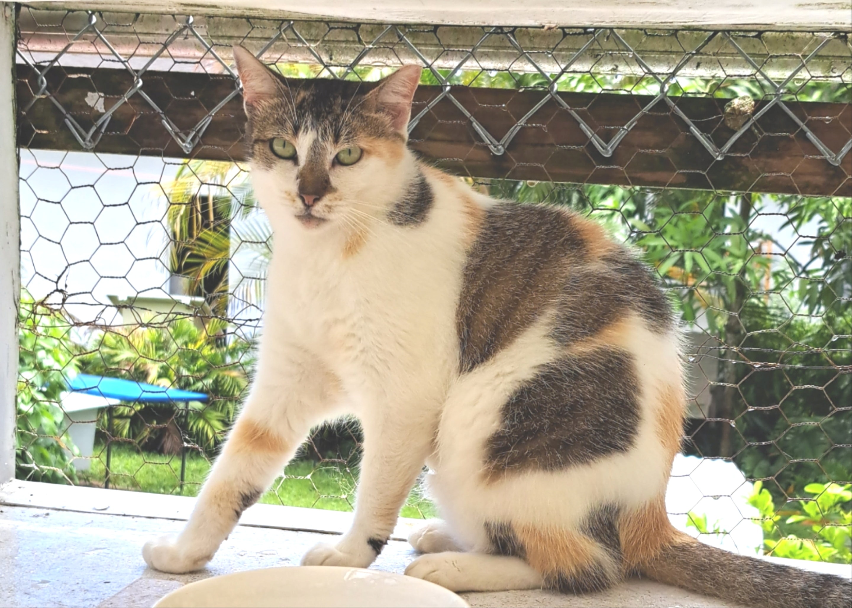 Marigold — Calico available for adoption at Cat Pals Inc.
