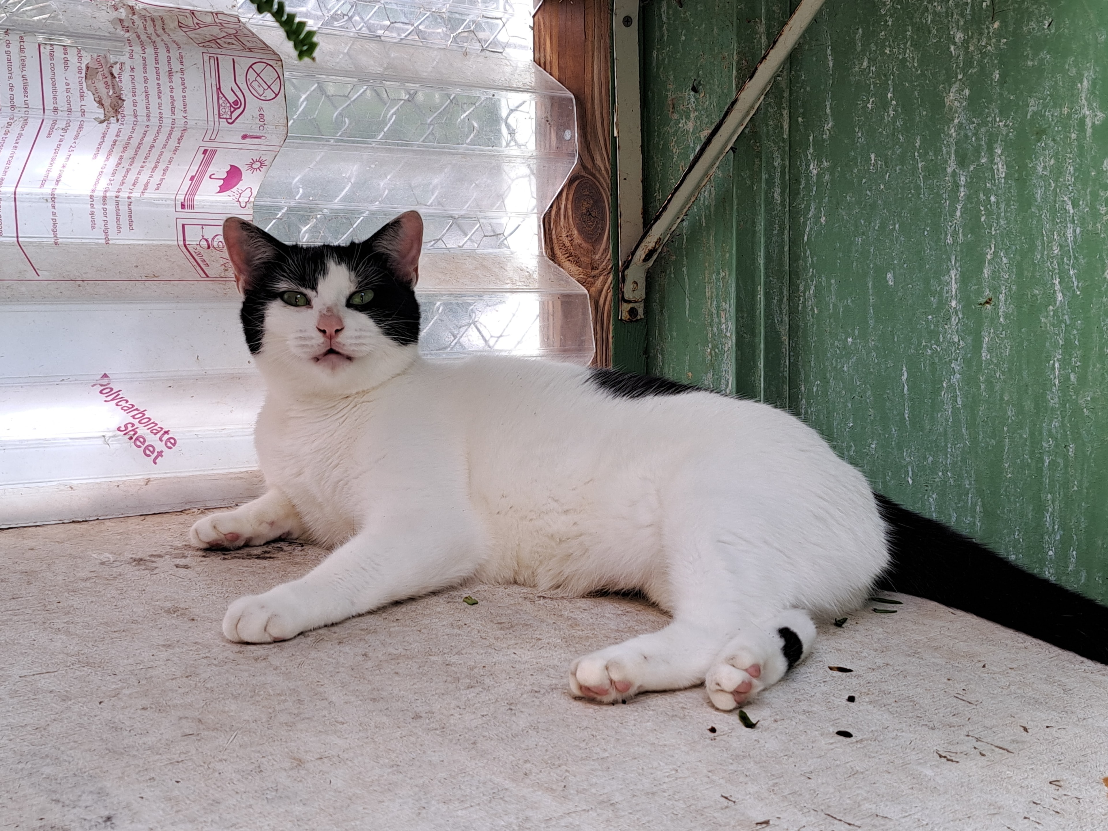 Elsa — White with Black markings available for adoption at Cat Pals Inc.