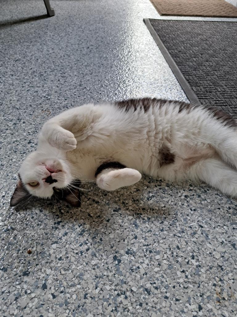 Arthur — adoptable cat at Cat Pals Inc.