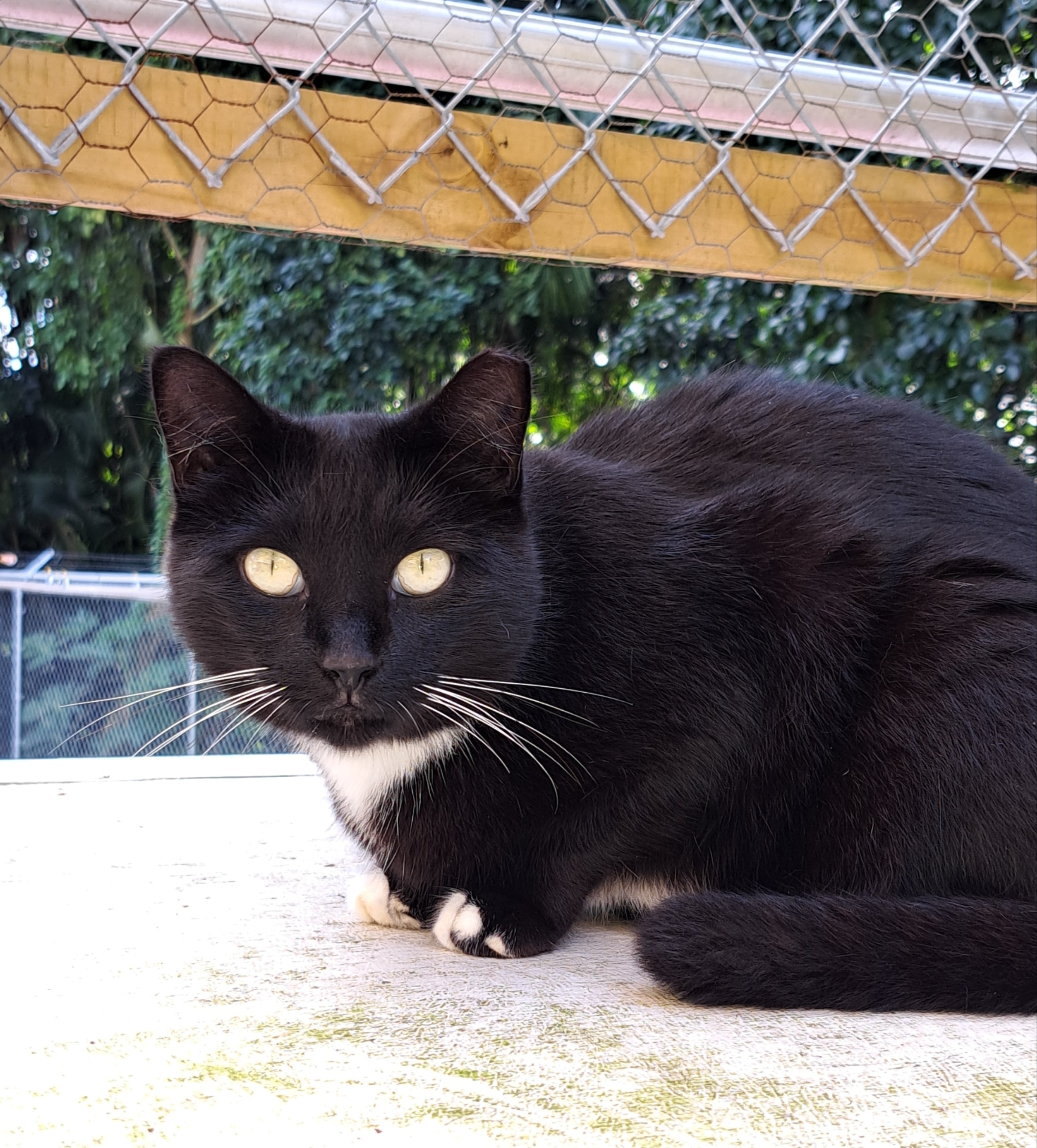 Boots — adoptable cat at Cat Pals Inc.